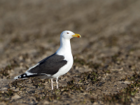 Sutton Harbour - Plymouth